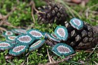 Cascadia in the forest