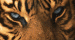 BoardGameGeek profile picture for @Yoru