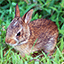 BoardGameGeek profile picture for @animal
