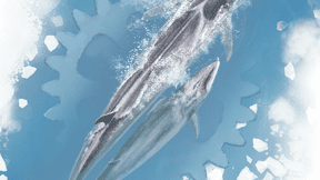 Arctica thumbnail