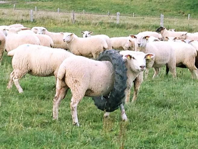 Emergency Sheep. | The Tyranny of Small Decisions