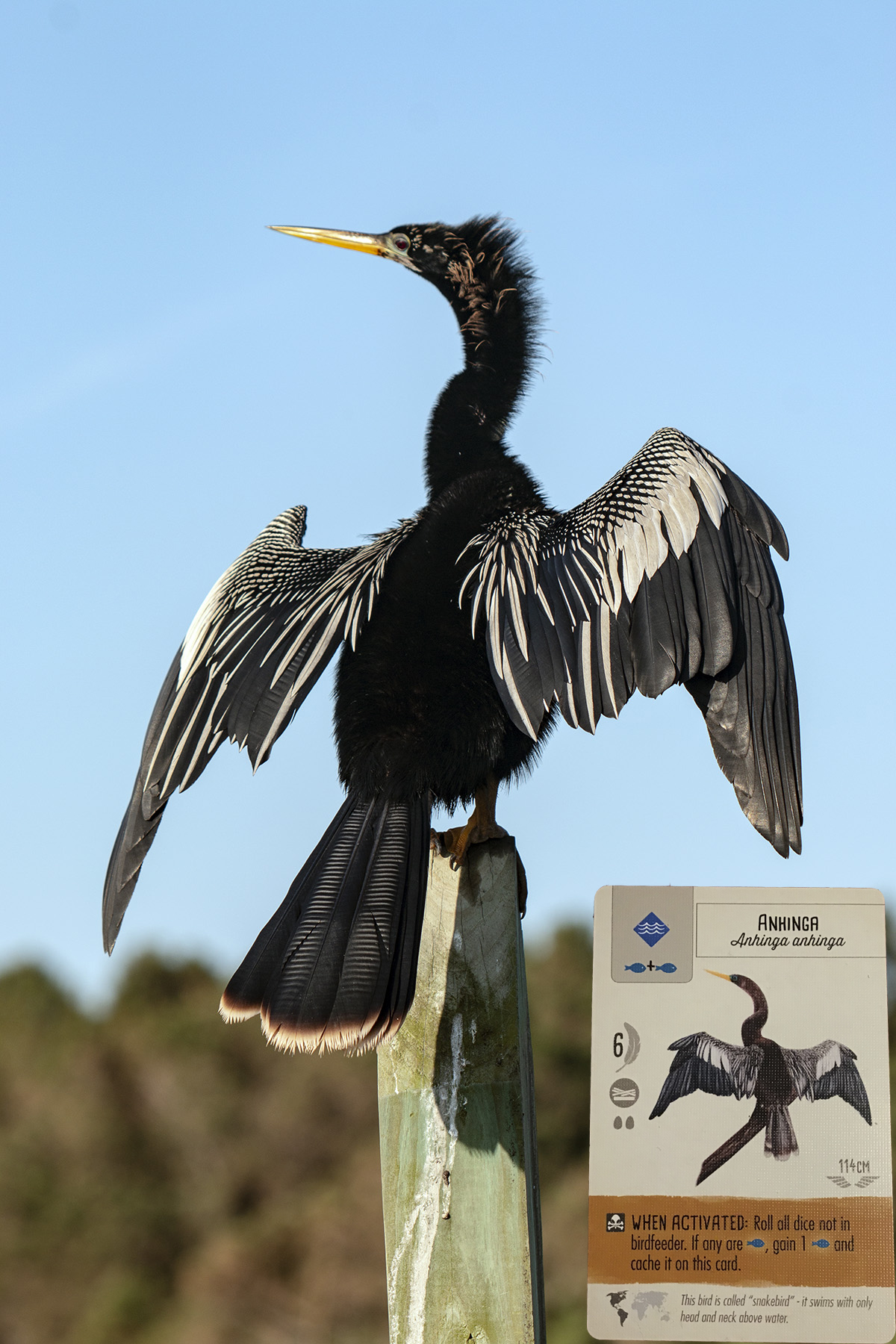 The Real life Birds of Wingspan | BoardGameGeek