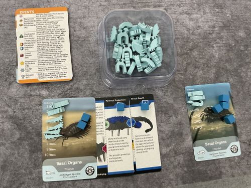 Bios: Mesofauna | SZY's initial impressions | BoardGameGeek