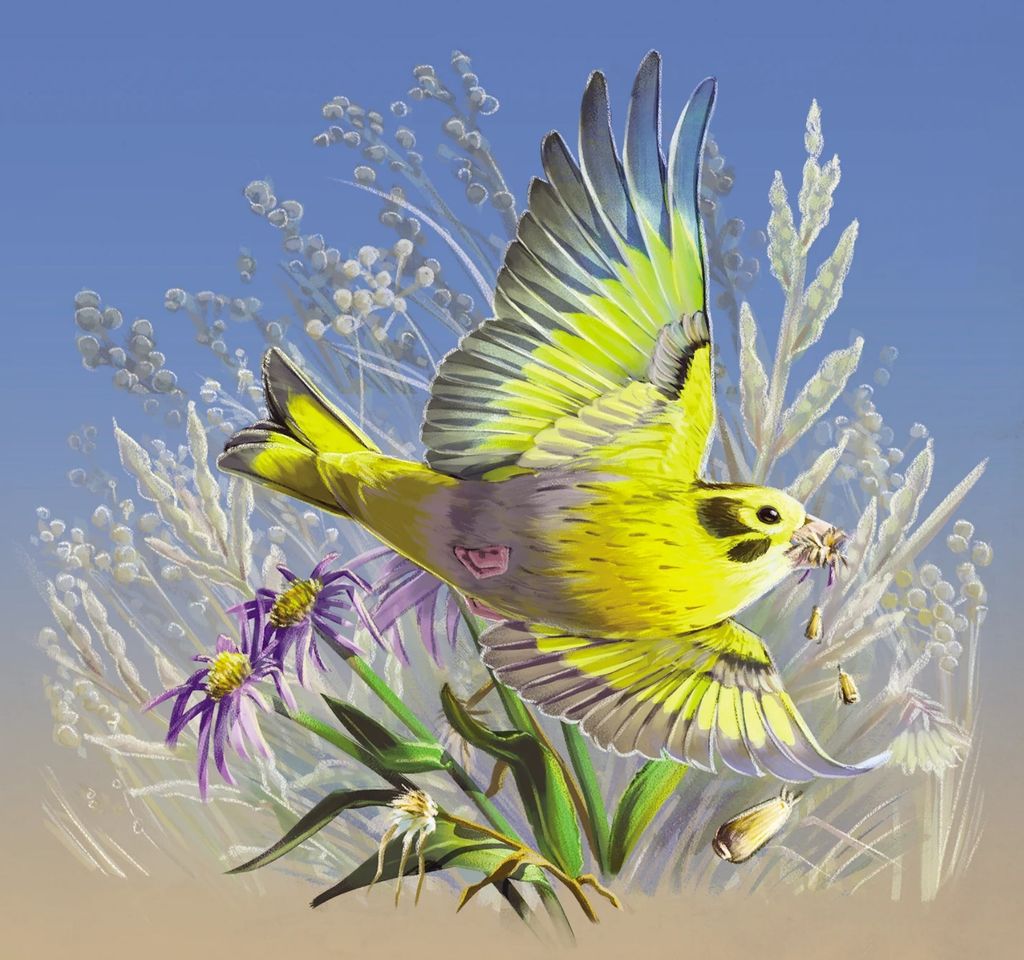 Nature: Flight - Greenfinch