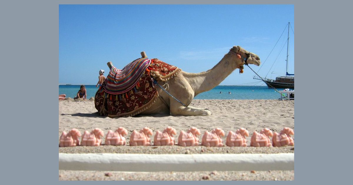 Why are there so many camels in board games? | The Dyslexic Gamer