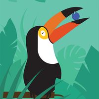 Tucano