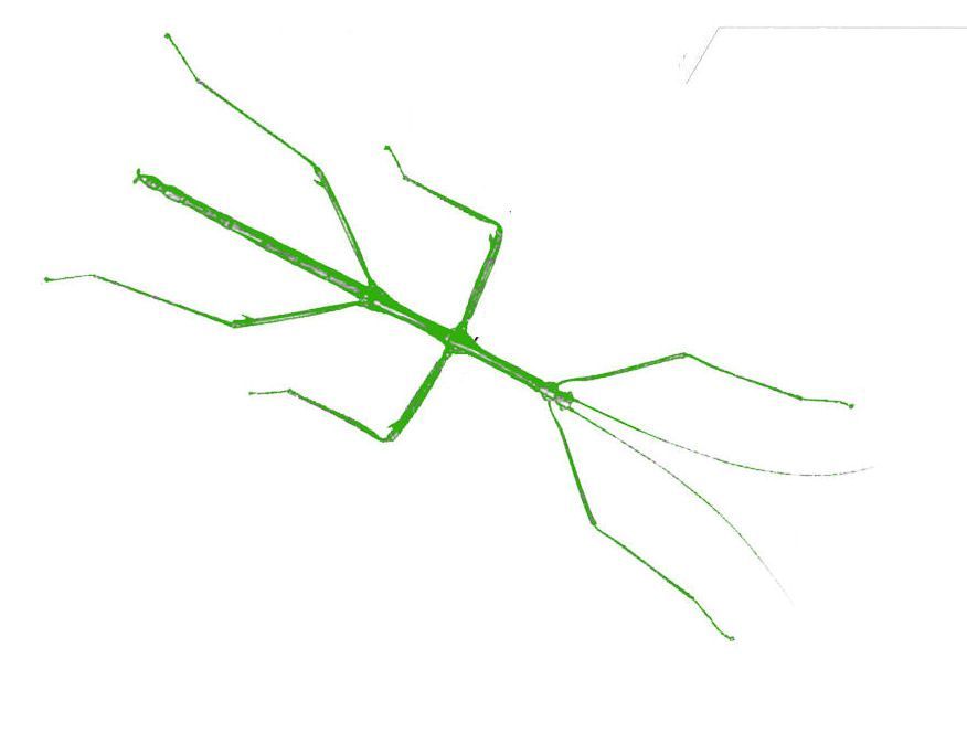 Stick-bug (fan expansion for Hive)