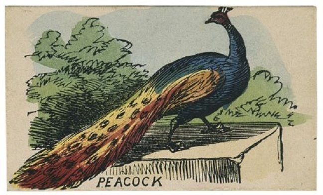 Grandmama's New Game of Natural History