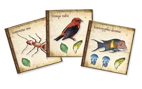 Board Game: On the Origin of Species
