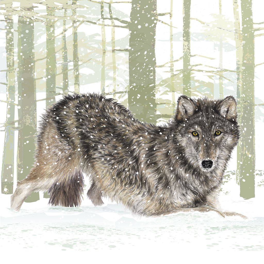 Illustration 5 de ARCTICA