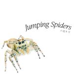 ハエトリ(Jumping Spiders)