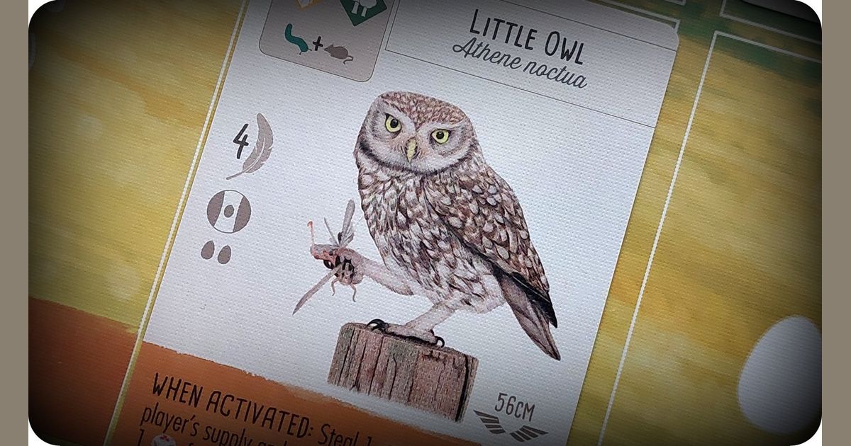 The Hopeful Small Bird Browsing Games