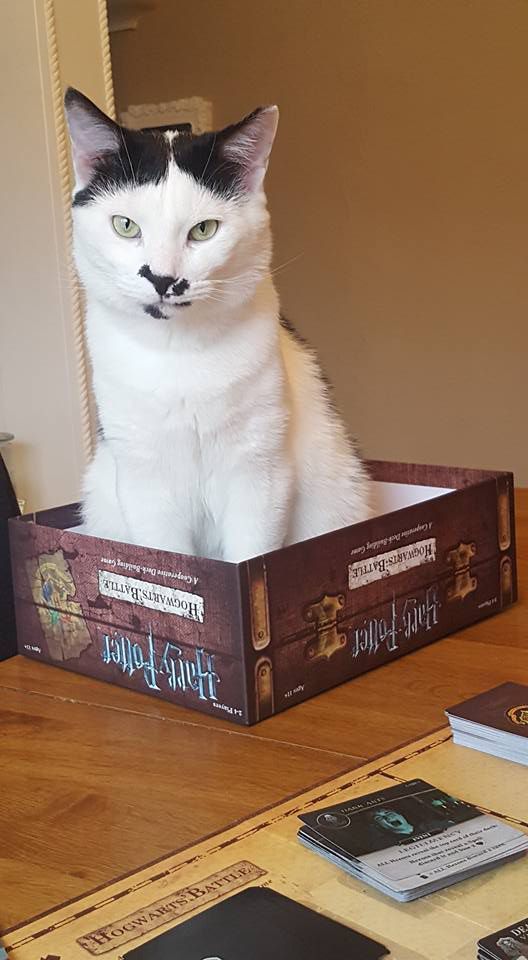 Cat In A Box Boardgamegeek