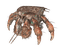 Character: Hermit Crab