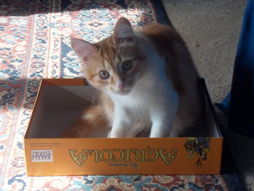 Erinthered S Cat In Board Game Box Lids Boardgamegeek