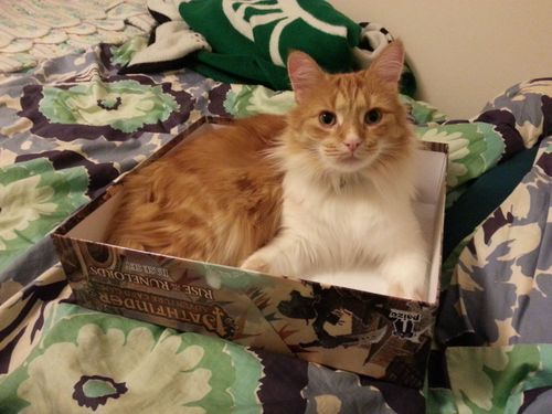 Erinthered S Cat In Board Game Box Lids Boardgamegeek