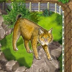 Zooloretto: Iberian Lynx