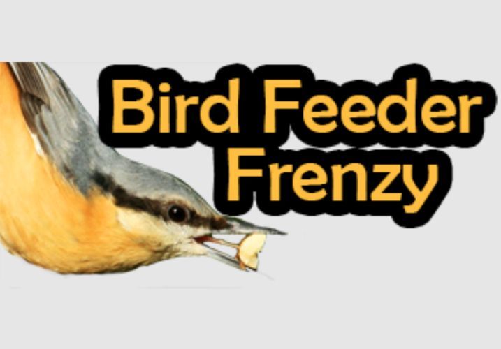 Bird Feeder Frenzy