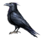 Character: Crow (Dreamfall)