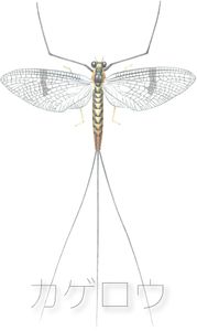 ???? (mayfly) box art