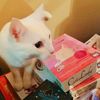 Cat Lady Board Game Boardgamegeek