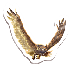 Redwood: The Majestic Bird of Prey