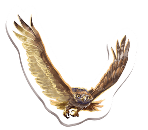 Redwood: The Majestic Bird of Prey