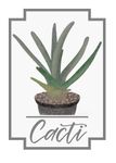 Cacti